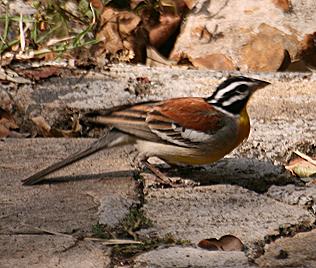 Gelbbauchammer, Emberiza flaviventris kalaharica